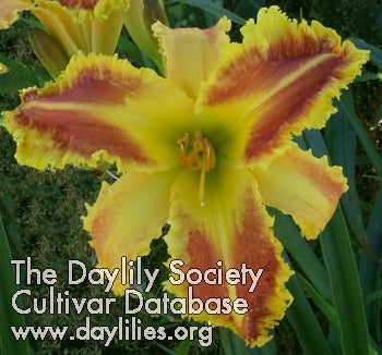 Heman (AHS Daylily Database)