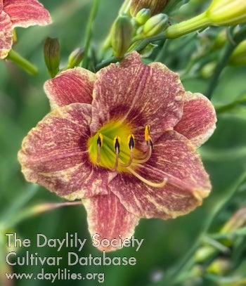 Hocus Pocus Voodoo (AHS Daylily Database)