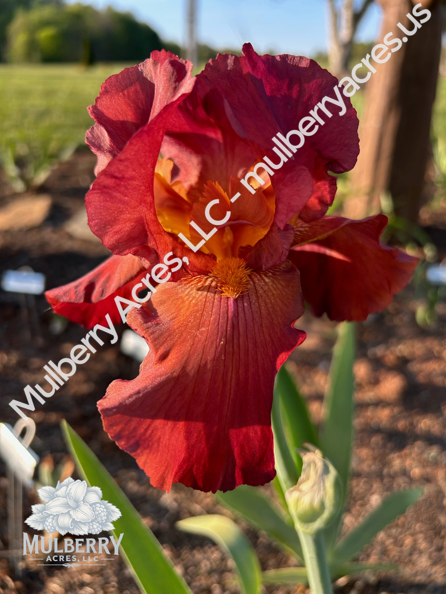 Tall Bearded Iris (Iris 'My Friend Jonathan')