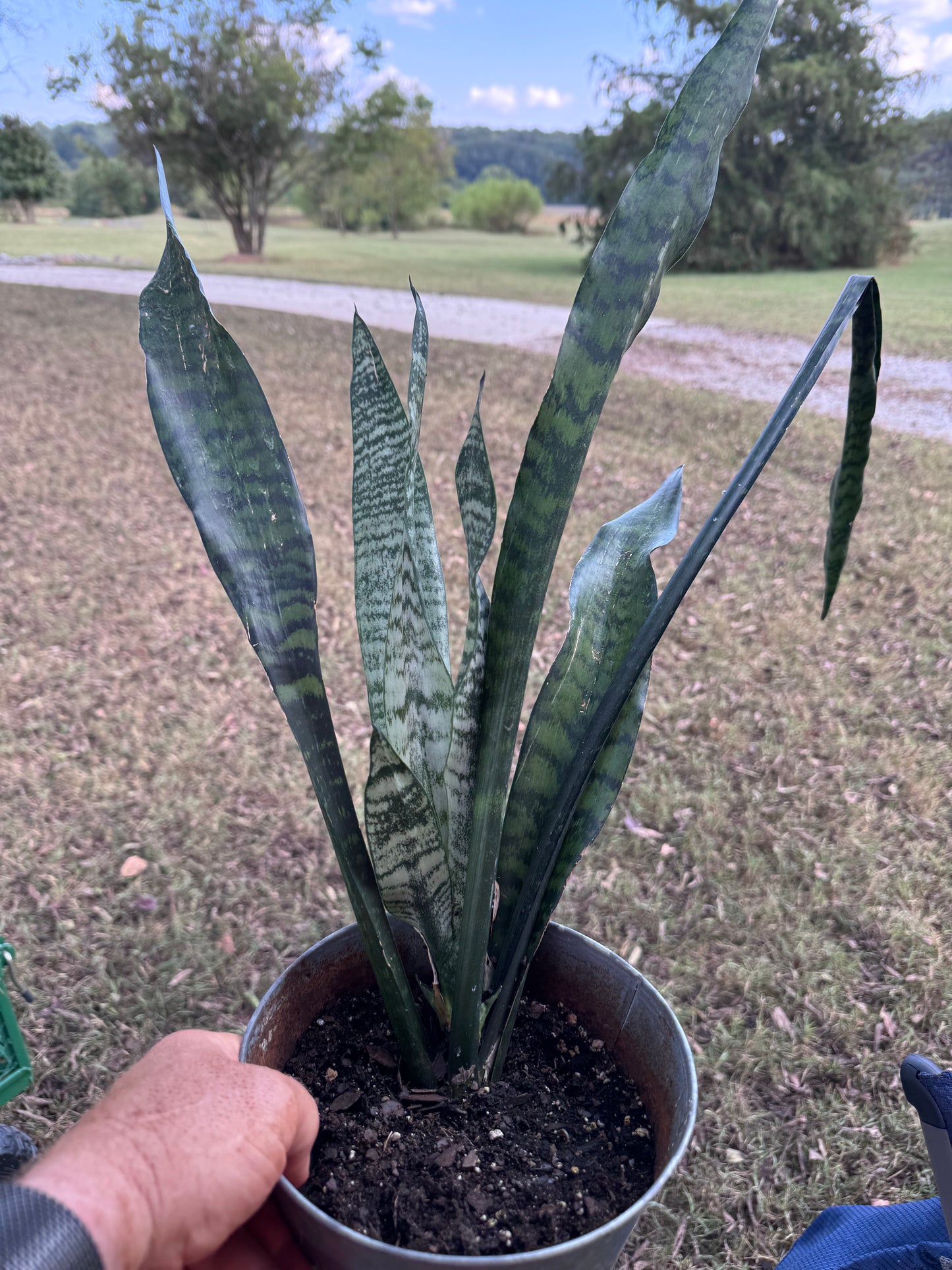 Snake Plant / Mother-in-Laws Toungue