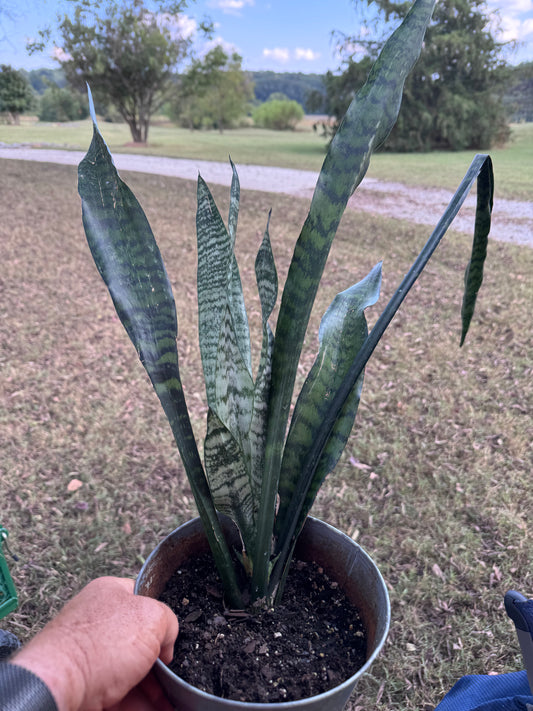 Snake Plant / Mother-in-Laws Toungue