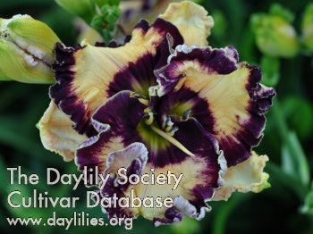 Ima Masterpiece (AHS Daylily Database)