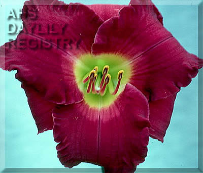 Intent on Chivalry (AHS Daylily Database)