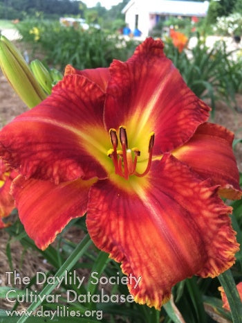 Jacob Has Three (AHS Daylily Database)