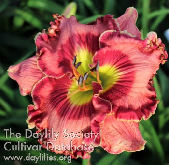 s (AHS Daylily Database)
