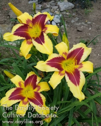 Joker Brown (AHS Daylily Database)
