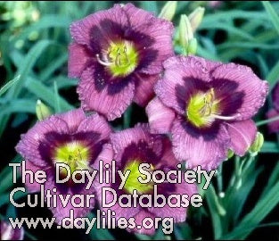 Kansas Kitten (AHS Daylily Database)