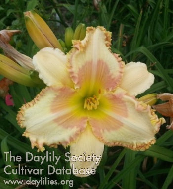 Koala Daydream (AHS Daylily Database)