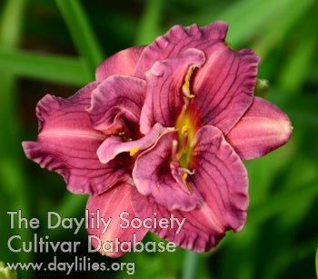 Little Pixie from Dixie (AHS Daylily Database)