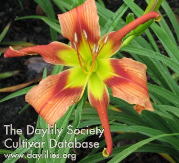 Land of Enchantment (AHS Daylily Database)