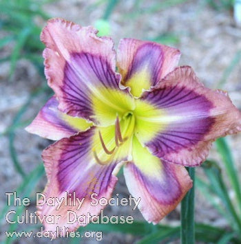 Laurelwood`s Stained Glass (AHS Daylily Database)