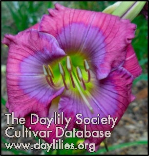Lavender Blue Baby (AHS Daylily Database)