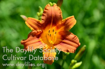  Nip of Bourbon (AHS Daylily Database)