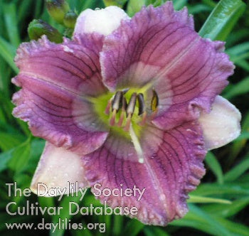 Little Jet Setter (AHS Daylily Database)