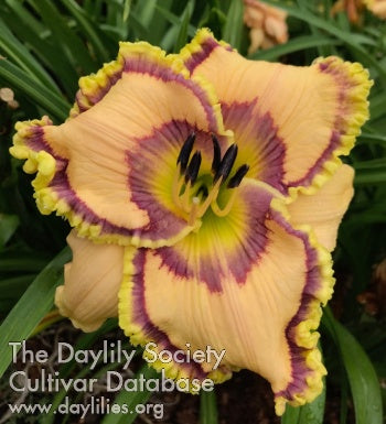 Looking Back (AHS Daylily Database)