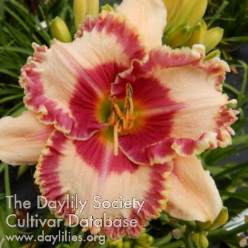 Love in the Morning (AHS Daylily Database)