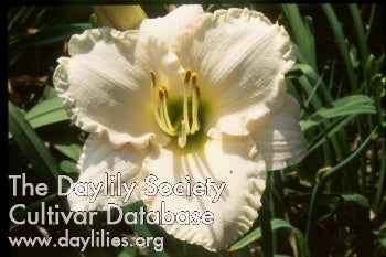 Lullaby Baby (AHS Daylily Database)