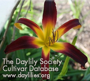 Midnight in Oz (AHS Daylily Database)