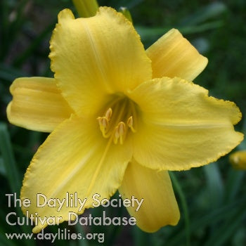 Mary Todd (AHS Daylily Database)