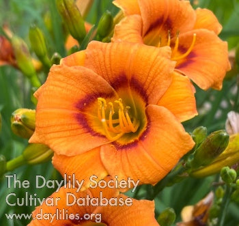 Merry and Brights Spooky and Sweet (AHS Daylily Database)