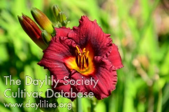 Midnight Kitten (AHS Daylily Database)