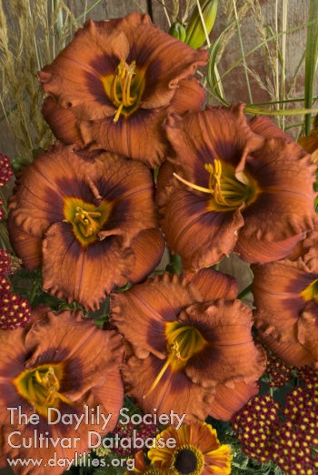 Mighty Chestnut (AHS Daylily Database)