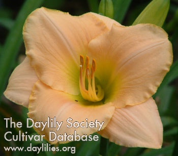 Ming Porcelain (AHS Daylily Database)