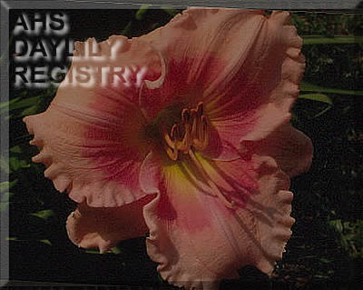 Miracle of St Jude (AHS Daylily Database)