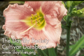 My Sweet Rose (AHS Daylily Database)