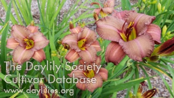 Northwood Fudgesicle (AHS Daylily Database)