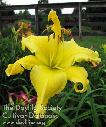 Now Go Hide (AHS Daylily Database)