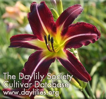 Off to See the Wizard (AHS Daylily Database)