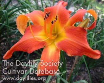 Old Time Memories (AHS Daylily Database)