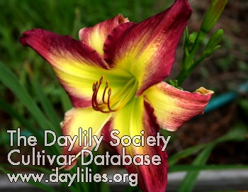 s Tin Man (AHS Daylily Database)