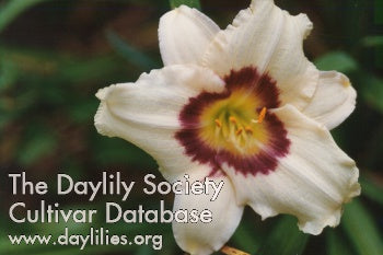 s Box (AHS Daylily Database)