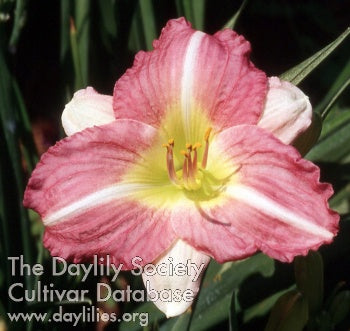 Peppermint Stripe (AHS Daylily Database)