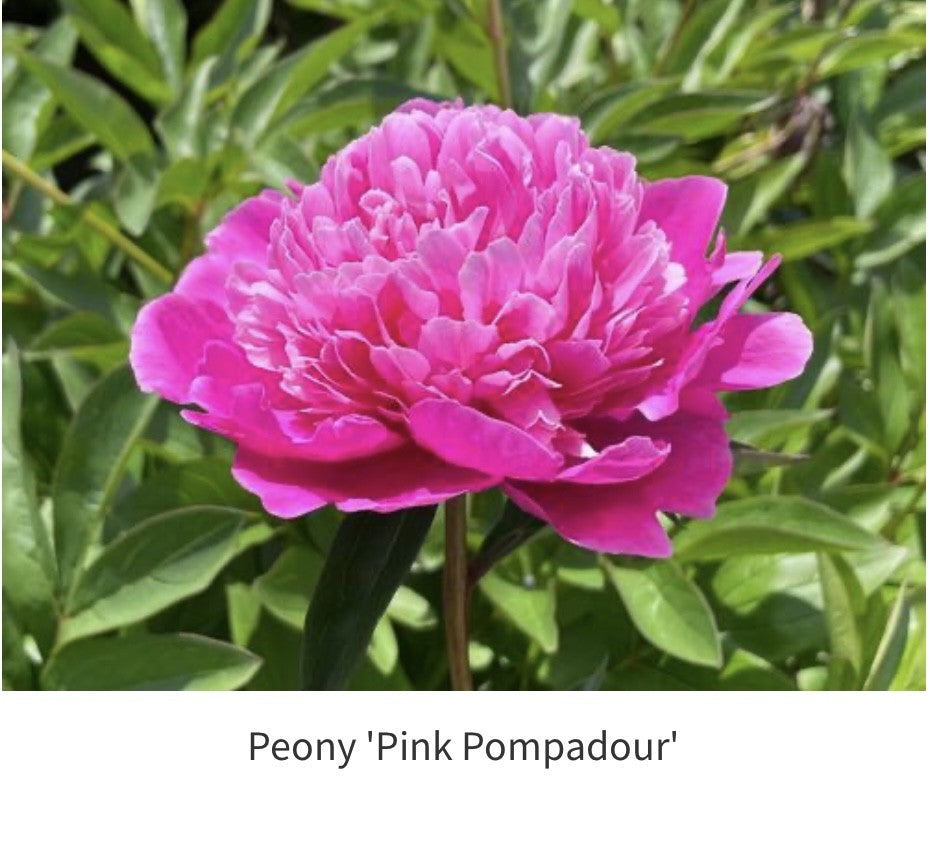 Peony, Pink Pompadour