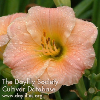 Pink Puff (AHS Daylily Database)