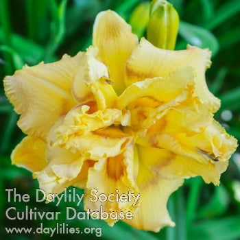 Popcorn at the Movies (AHS Daylily Database)