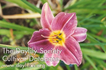 Prairie Blue Eyes (AHS Daylily Database)