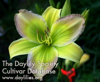 Rhapsody in Green (AHS Daylily Database)