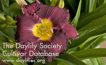 Round Midnight (AHS Daylily Database)
