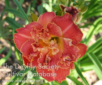 Royal Carnelian (AHS Daylily Database)