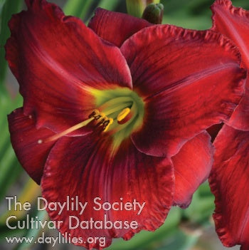 s Red (AHS Daylily Database)