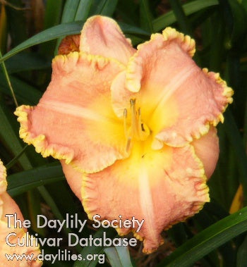 Rushing Delight (AHS Daylily Database)