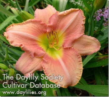 Scottish Fantasy (AHS Daylily Database)