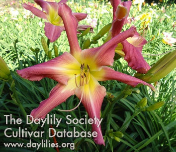 s a Rock Star (AHS Daylily Database)