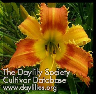 Saber Tooth Tiger (AHS Daylily Database)