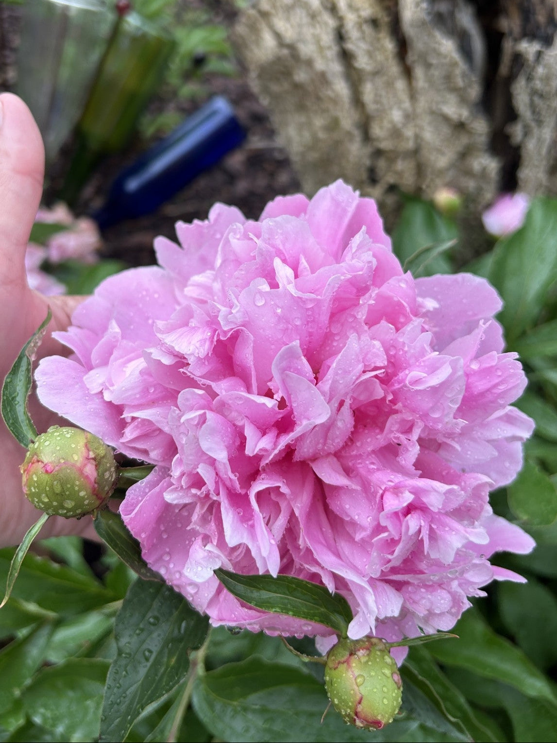 Peony, Sarah Bernhardt