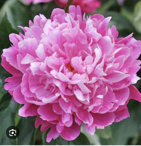 Peony, Sarah Napier